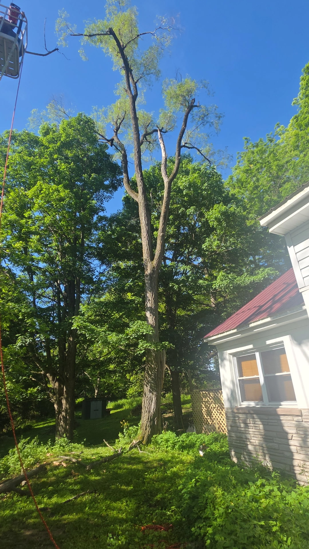 Another property with problem tree before removal