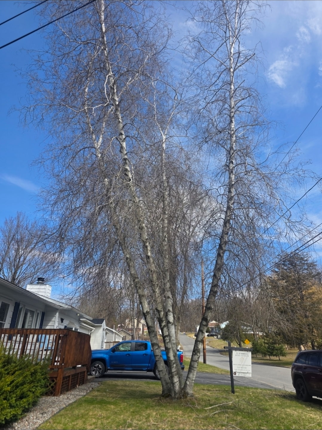 Multiple birch trees in front yard before removal