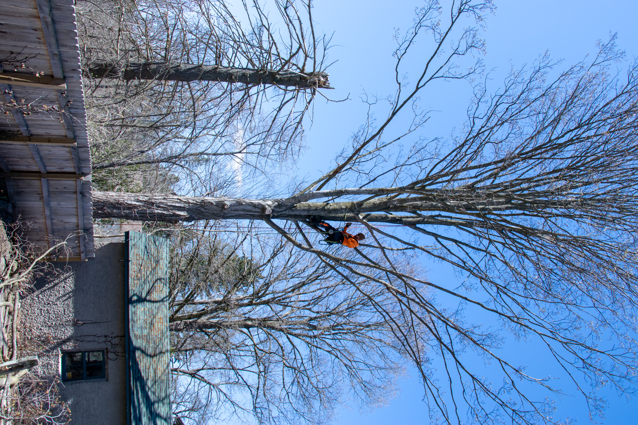 Tree Removal Syracuse NY